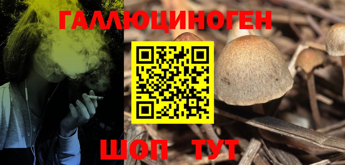 Псилоцибиновые грибы Psilocybine cubensis Сланцы
